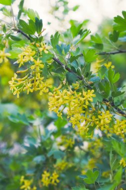 Altın Bufalo Currant Ribes Aureum
