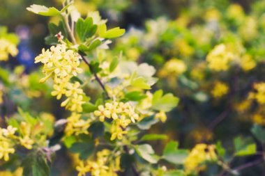 Altın Bufalo Currant Ribes Aureum