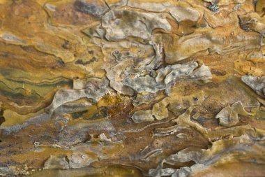 Orman ahşap kaba dokusu