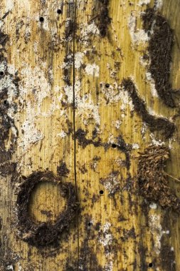 Orman ahşap kaba dokusu