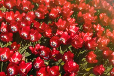 Bahar çiçeği laleleri 