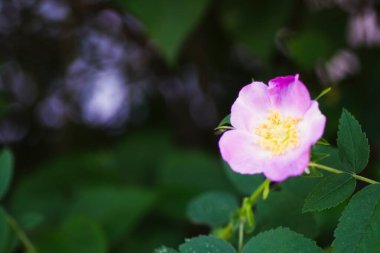 Köpek gülü Rosa canina