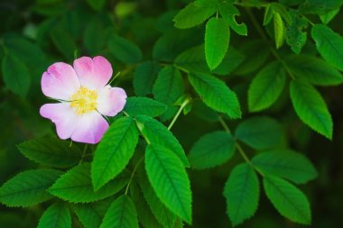 Köpek gülü Rosa canina