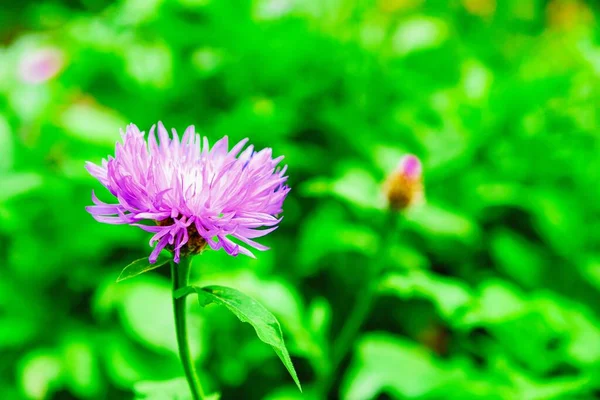 紫色矢车菊 — 图库照片