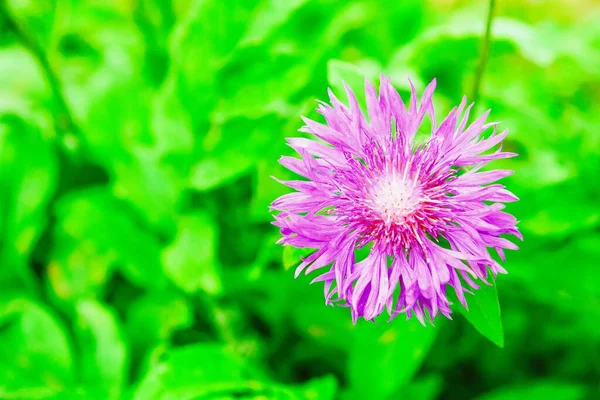 Flor de milho roxa — Fotografia de Stock