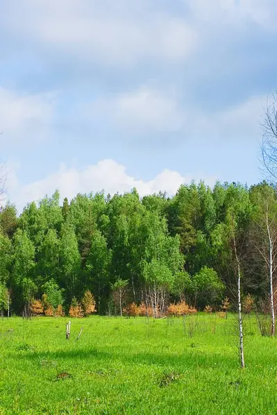 Green spring and summer landscape — Stock Photo, Image