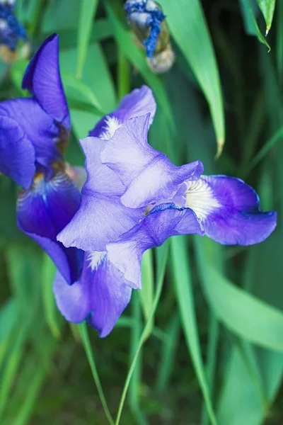 Purple violet iris flowers close up — Stock Photo, Image
