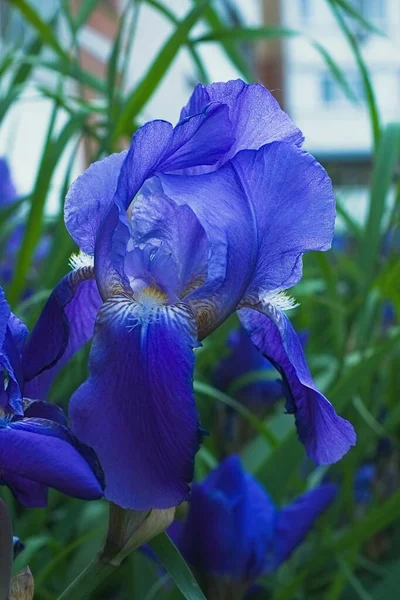 Violet iris fleurs gros plan — Photo