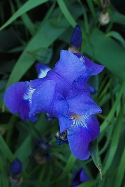 Lila violett iris blommor närbild — Stockfoto