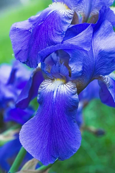 Paarse violette irisbloemen close-up — Stockfoto