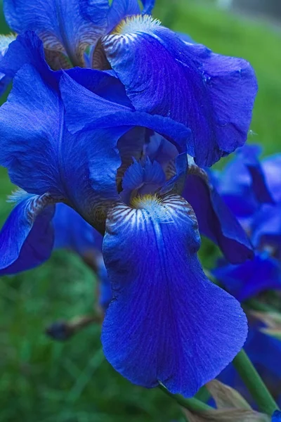 Paarse violette irisbloemen close-up — Stockfoto