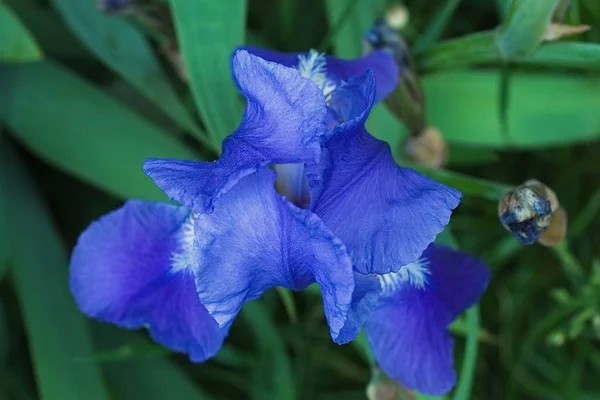 Flores de íris violeta roxa fechar — Fotografia de Stock