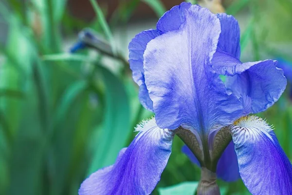 Flores de íris violeta roxa fechar — Fotografia de Stock