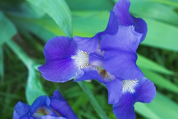 Flores de íris violeta roxa fechar — Fotografia de Stock