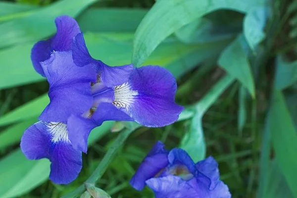 Bunga iris ungu ungu ungu menutup — Stok Foto