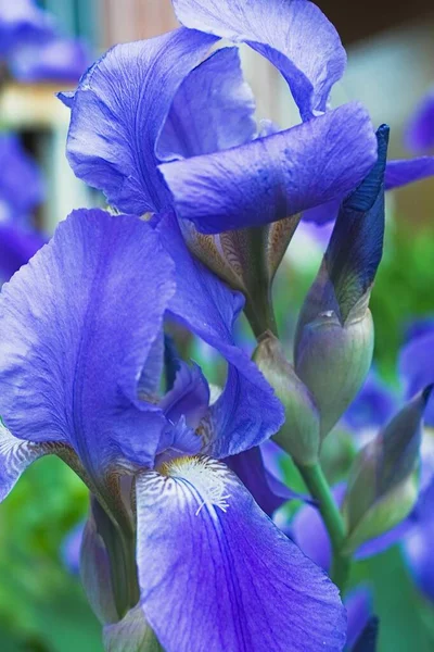 Violet iris fleurs gros plan — Photo