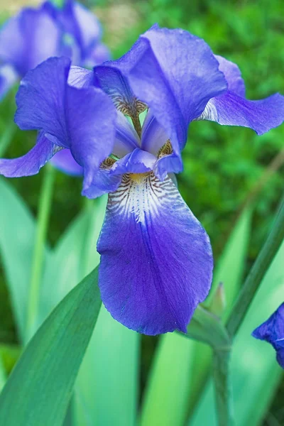 Flores de iris violeta púrpura de cerca — Foto de Stock