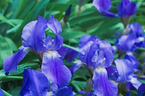 Flores de iris violeta púrpura de cerca — Foto de Stock