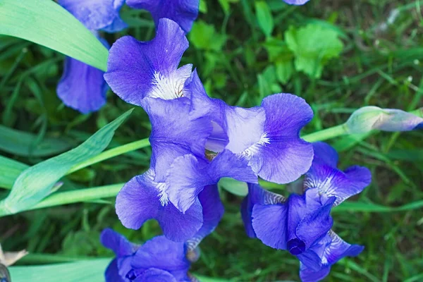 Flores de íris violeta roxa fechar — Fotografia de Stock