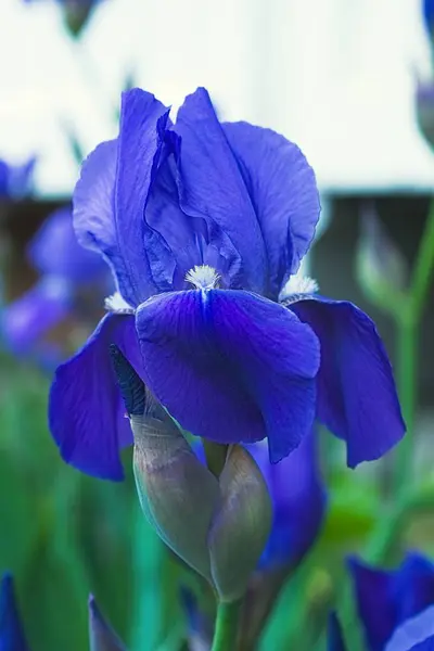 Flores de íris violeta roxa fechar — Fotografia de Stock