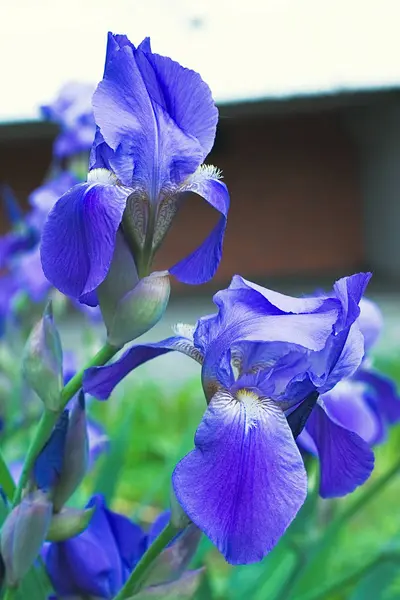 Flores de íris violeta roxa fechar — Fotografia de Stock