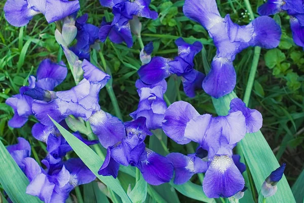 Flores de íris violeta roxa fechar — Fotografia de Stock