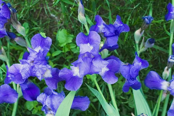 Flores de iris violeta púrpura de cerca —  Fotos de Stock