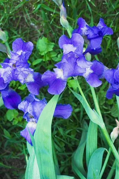 Paarse violette irisbloemen close-up — Stockfoto