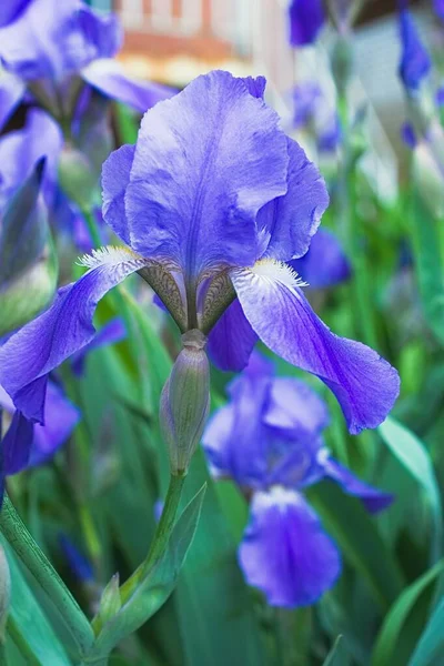 Flores de iris violeta púrpura de cerca — Foto de Stock