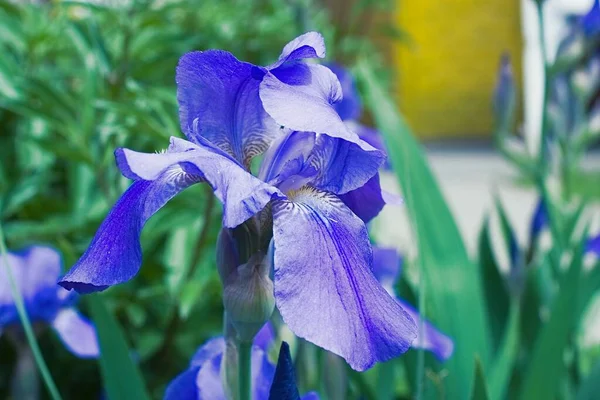 Flores de íris violeta roxa fechar — Fotografia de Stock