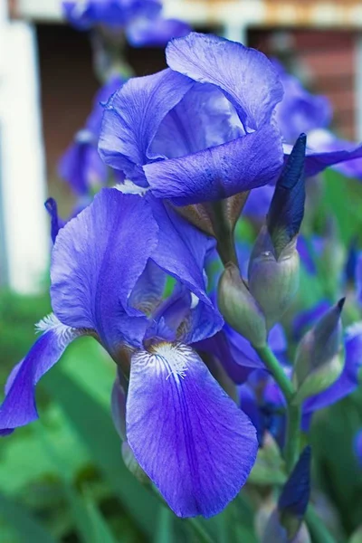 Flores de íris violeta roxa fechar — Fotografia de Stock