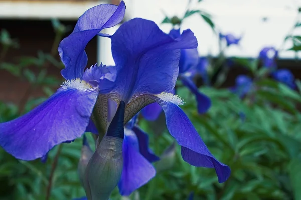 Purple violet iris flowers close up — Stock Photo, Image