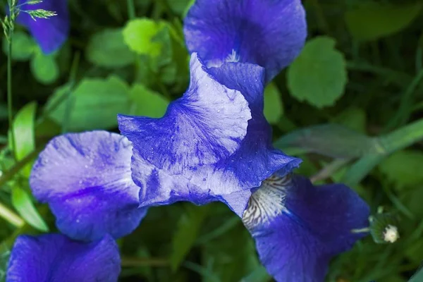 Flores de íris violeta roxa fechar — Fotografia de Stock