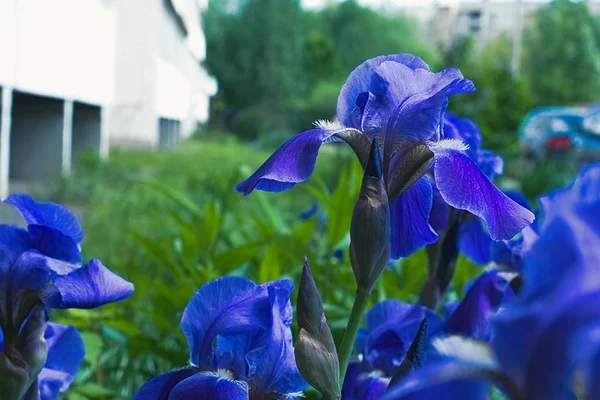Фіолетові фіолетові квіти райдужки крупним планом — стокове фото