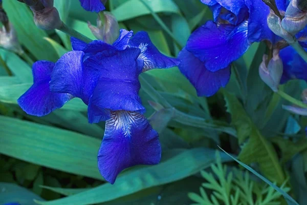 Flores de iris violeta púrpura de cerca — Foto de Stock