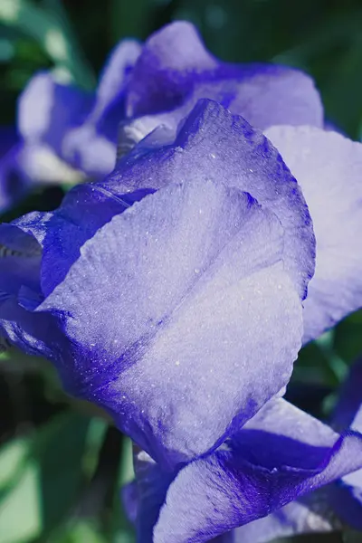 Lila violette Irisblüten aus nächster Nähe — Stockfoto