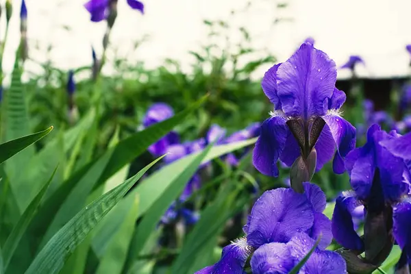 紫色の虹彩花を閉じます — ストック写真