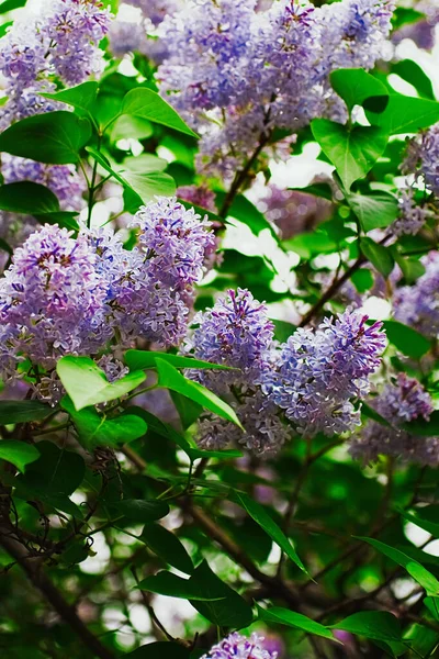 Syringa Lilac，莫斯科 — 图库照片