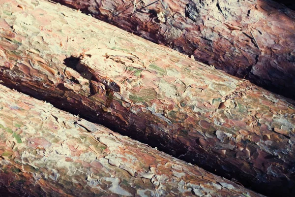 Szorstka tekstura drewna leśnego — Zdjęcie stockowe