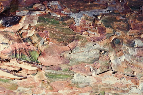 Madeira florestal textura áspera — Fotografia de Stock