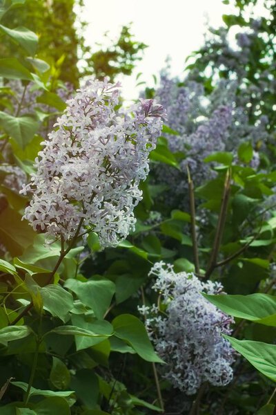 Syringa Lilac in Moscow