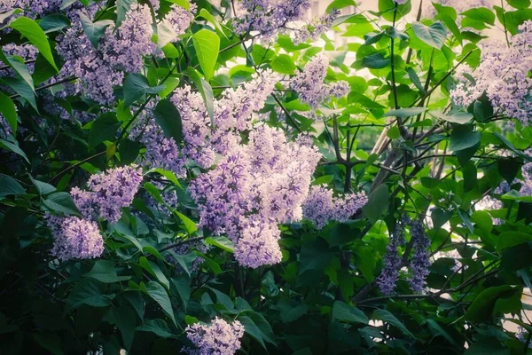 Syringa Lilac in Moscow — 스톡 사진