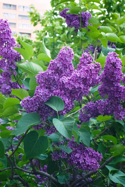 Syringa Lilac in Moscow — стокове фото