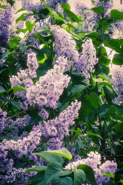 Syringa Lilac in Moscow — 스톡 사진