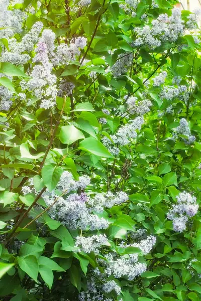 Syringa Lilac in Moscow — 스톡 사진