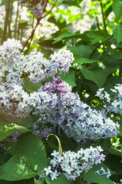 Syringa Lilac in Moscow — 스톡 사진