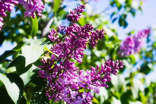 Syringa Lilac in Moscow — Stock Photo, Image