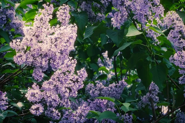 Syringa Lilac in Moscow — 스톡 사진