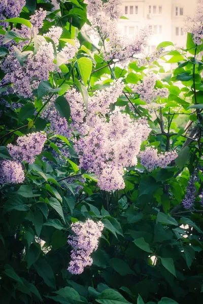 Syringa Lilac in Moscow — 스톡 사진