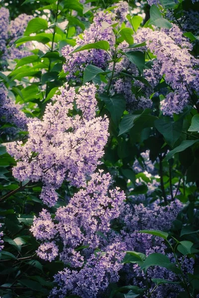 Stříkačka Lilac v Moskvě — Stock fotografie